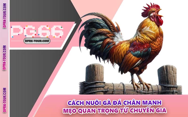 Cách Nuôi Gà Đá Chân Mạnh - Mẹo Quan Trọng Từ Chuyên Gia
